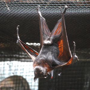 Malayan Flying Fox