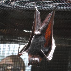Malayan Flying Fox