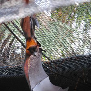 Malayan Flying Fox