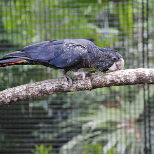 Red-tailed Black Cockatoo