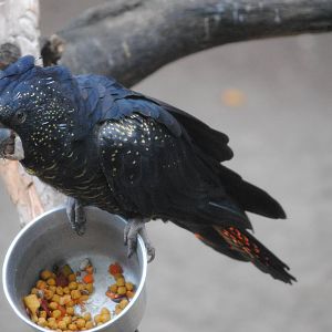 Red-tailed Black Cockatoo