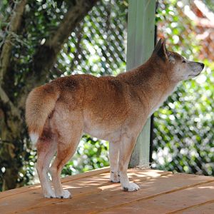 New-Guinea Singing Dog