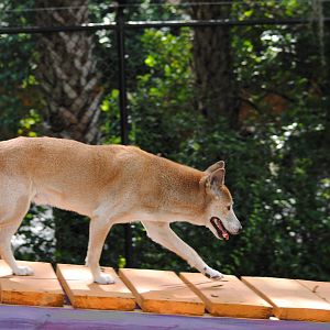 New-Guinea Singing Dog