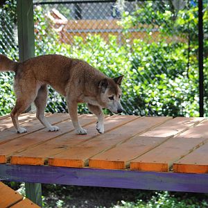 New-Guinea Singing Dog