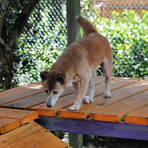 New-Guinea Singing Dog