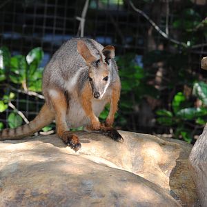 Yellow-footed Rock Wallaby