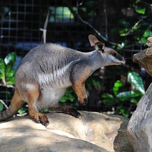 Yellow-footed Rock Wallaby