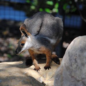 Yellow-footed Rock Wallaby