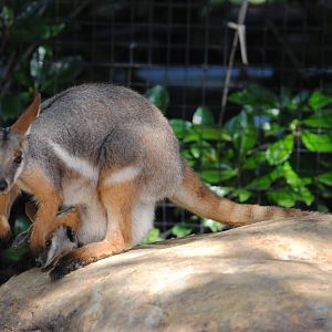 Yellow-footed Rock Wallabies