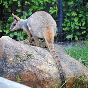 Yellow-footed Rock Wallaby