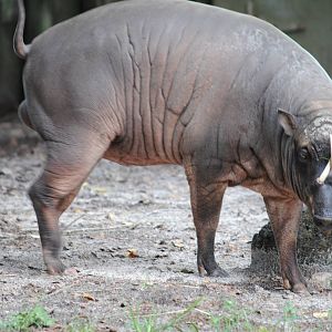 Babirusa