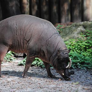 Babirusa