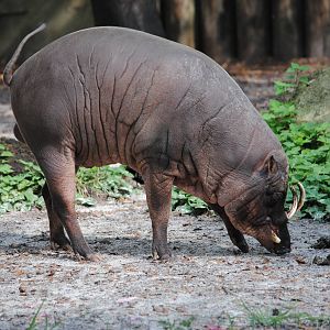 Babirusa