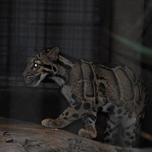 Clouded Leopard