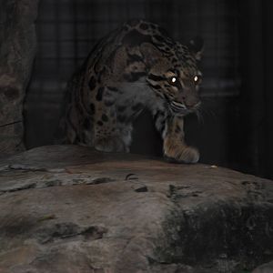 Clouded Leopard