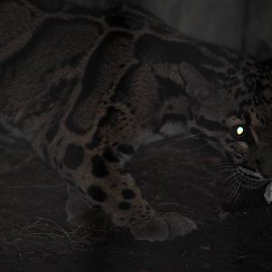 Clouded Leopard