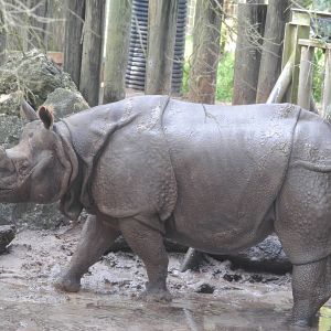 Indian Rhinoceros