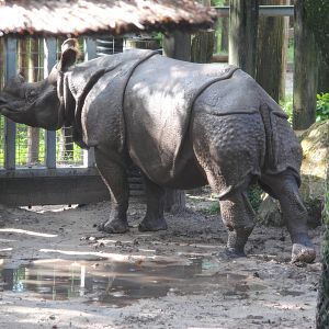 Indian Rhinoceros