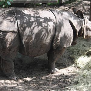 Indian Rhinoceros