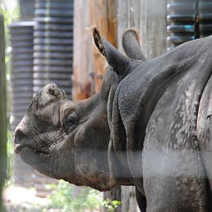 Indian Rhinoceros