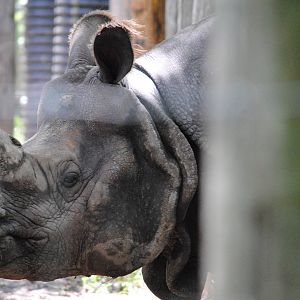 Indian Rhinoceros