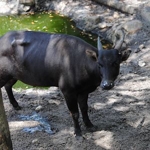 Anoa