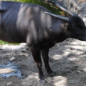 Anoa
