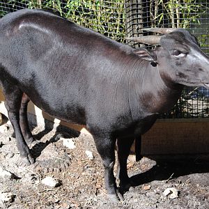 Anoa