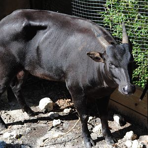 Anoa