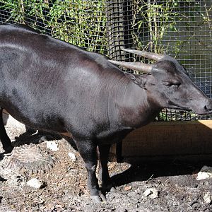 Anoa