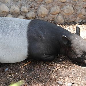 Malayan Tapir