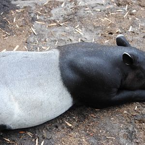 Malayan Tapir