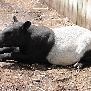 Malayan Tapir