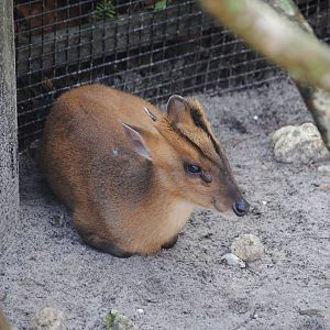 Reeve's Muntjac