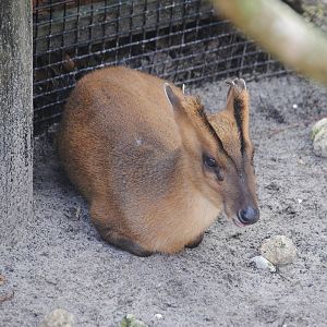 Reeve's Muntjac