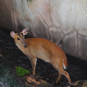 Reeve's Muntjac