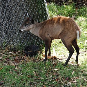 Tufted Deer