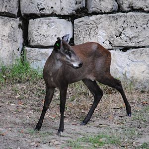 Tufted Deer