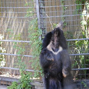 Sloth Bear
