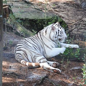 White Tiger