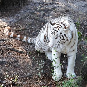 White Tiger