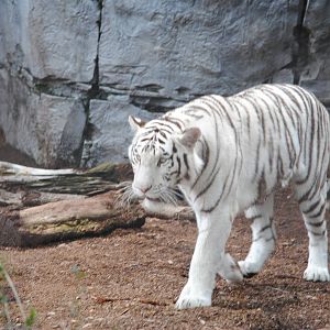 White Tiger