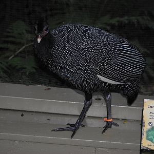 Kenya Crested Guineafowl