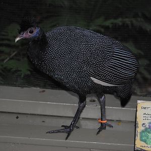 Kenya Crested Guineafowl