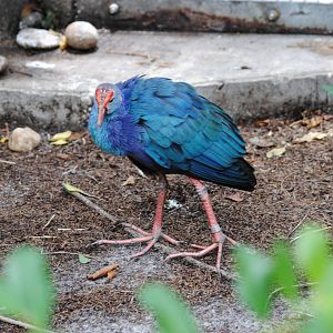 Purple Swamp-hen