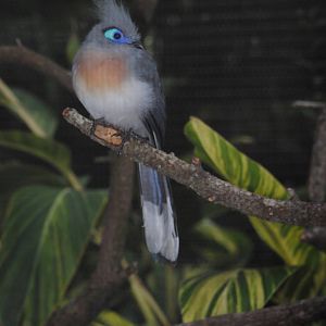 Crested Coua