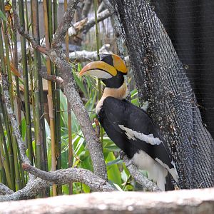Great Indian Hornbill