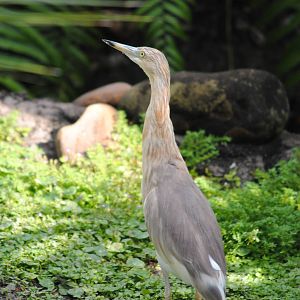 Javan Pond Heron
