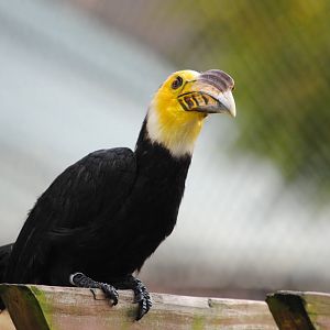 Sulawesi Hornbill