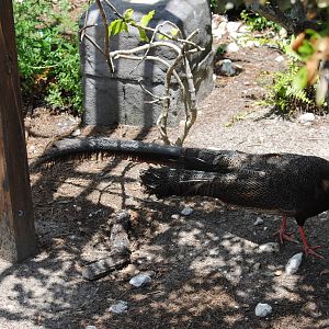 Argus Pheasant